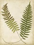 Fern Portfolio III-Francis G. Heath-Framed Art Print