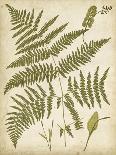 Fern Portfolio I-Francis G. Heath-Mounted Art Print