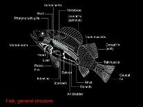 Fish Anatomy, Artwork-Francis Leroy-Photographic Print