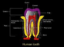 Human Tooth Anatomy, Diagram-Francis Leroy-Framed Photographic Print