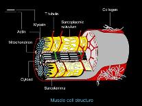 Muscle Cell Anatomy, Artwork-Francis Leroy-Photographic Print