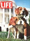President Johnson's Beagles, June 19, 1964-Francis Miller-Photographic Print