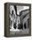 Franciscan Monks Walking Up the Via Porta Perlicinin-Alfred Eisenstaedt-Framed Premier Image Canvas