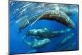 Premium Photographic Print
