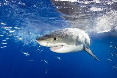 Great White Shark (Carcharodon Carcharias) Guadalupe Island, Mexico, Pacific Ocean. Vulnerable-Franco Banfi-Photographic Print