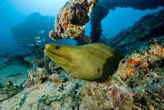 Cuckoo wrasse male in front of Red sea fan, Croatia-Franco Banfi-Photographic Print