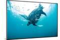 Premium Photographic Print