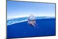 Premium Photographic Print