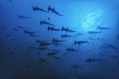 Schooling Scalloped Hammerhead Sharks (Sphyrna Lewini) Cocos Island National Park, Costa Rica-Franco Banfi-Photographic Print