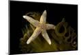 Premium Photographic Print