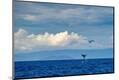Premium Photographic Print