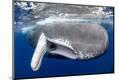 Premium Photographic Print