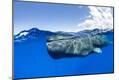 Photographic Print