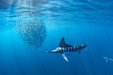 Schooling Scalloped Hammerhead Sharks (Sphyrna Lewini) Cocos Island National Park, Costa Rica-Franco Banfi-Photographic Print