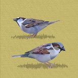 Sparrows-Franco Caballero-Giclee Print