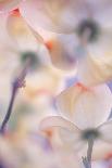 Under the skirts of flowers-Francois Casanova-Framed Photographic Print