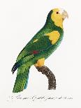 Levaillant Parrot X-Francois Levaillant-Art Print