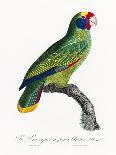 Levaillant Parrot IX-Francois Levaillant-Art Print