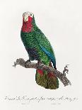 Hand Coloured Engraving of a Toucan, 1806-Francois Levaillant-Giclee Print