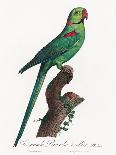 Levaillant Parrot VII-Francois Levaillant-Art Print