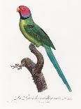 Levaillant Parrot X-Francois Levaillant-Art Print
