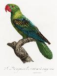 Levaillant Parrot IX-Francois Levaillant-Art Print