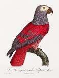 Levaillant Parrot VIII-Francois Levaillant-Art Print