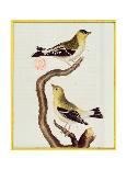 Pair of Siskins, from 'Histoire Naturelle Des Oiseaux'-Francois Nicolas Martinet-Framed Giclee Print