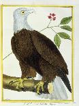 White-Headed Eagle, C.1770-1786-Francois Nicolas Martinet-Giclee Print