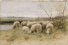 Sheep-Francois Pieter Ter Meulen-Premier Image Canvas