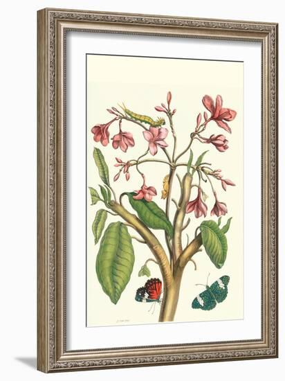 Frangiani and Red Cracker Butterfly-Maria Sibylla Merian-Framed Art Print