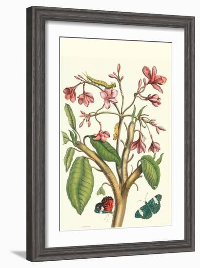 Frangiani and Red Cracker Butterfly-Maria Sibylla Merian-Framed Art Print