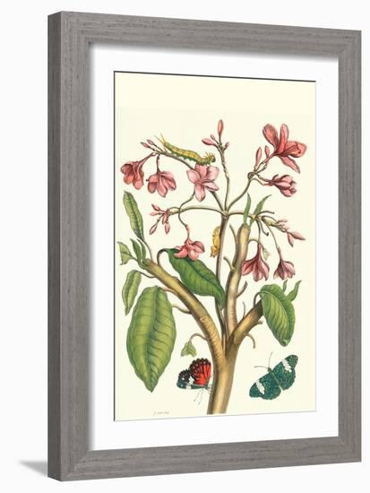 Frangiani and Red Cracker Butterfly-Maria Sibylla Merian-Framed Art Print