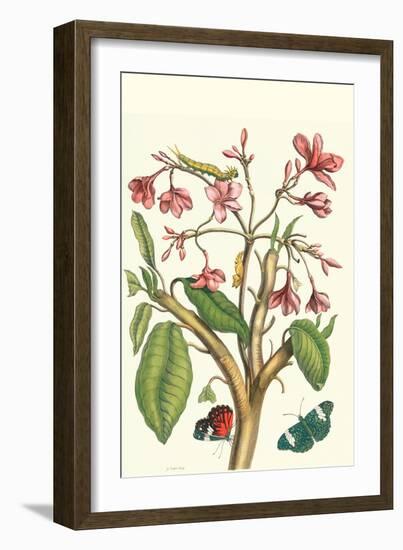 Frangiani and Red Cracker Butterfly-Maria Sibylla Merian-Framed Art Print