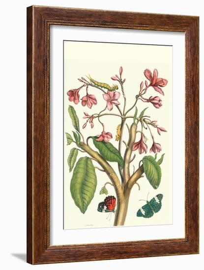 Frangiani and Red Cracker Butterfly-Maria Sibylla Merian-Framed Art Print