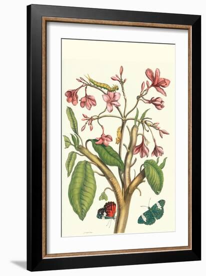 Frangiani and Red Cracker Butterfly-Maria Sibylla Merian-Framed Art Print