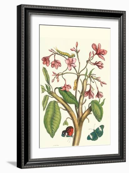 Frangiani and Red Cracker Butterfly-Maria Sibylla Merian-Framed Art Print