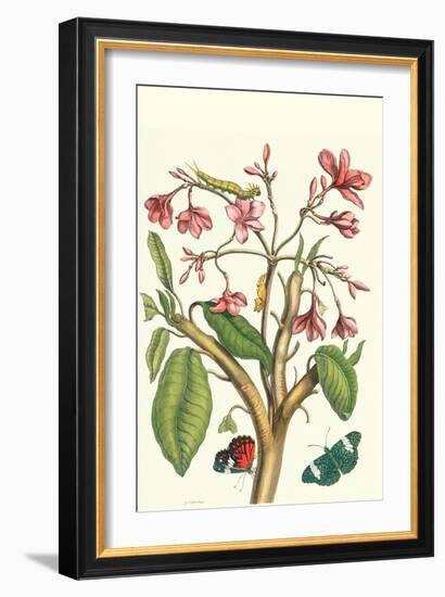 Frangiani and Red Cracker Butterfly-Maria Sibylla Merian-Framed Art Print