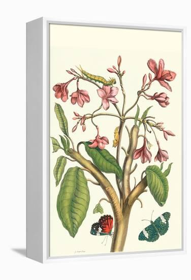 Frangiani and Red Cracker Butterfly-Maria Sibylla Merian-Framed Stretched Canvas