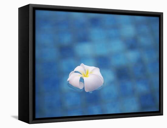 Frangipani Flower in Pool, Ubud, Bali, Indonesia-Ian Trower-Framed Premier Image Canvas