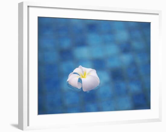 Frangipani Flower in Pool, Ubud, Bali, Indonesia-Ian Trower-Framed Photographic Print