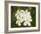 Frangipani Flowers, Fakarawa, Tuamotu Archipelago, French Polynesia Islands-Sergio Pitamitz-Framed Photographic Print