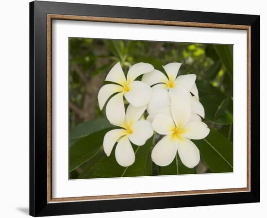 Frangipani Flowers, Fakarawa, Tuamotu Archipelago, French Polynesia Islands-Sergio Pitamitz-Framed Photographic Print