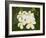 Frangipani Flowers, Fakarawa, Tuamotu Archipelago, French Polynesia Islands-Sergio Pitamitz-Framed Photographic Print