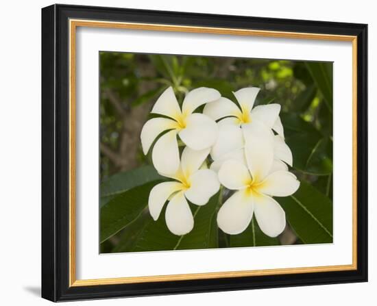 Frangipani Flowers, Fakarawa, Tuamotu Archipelago, French Polynesia Islands-Sergio Pitamitz-Framed Photographic Print