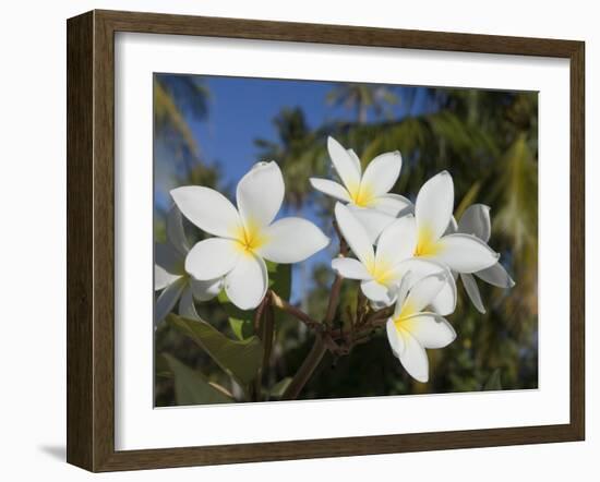 Frangipani Flowers, Fakarawa, Tuamotu Archipelago, French Polynesia Islands-Sergio Pitamitz-Framed Photographic Print