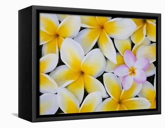 Frangipani Flowers-Darrell Gulin-Framed Premier Image Canvas