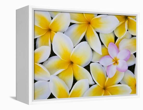 Frangipani Flowers-Darrell Gulin-Framed Premier Image Canvas