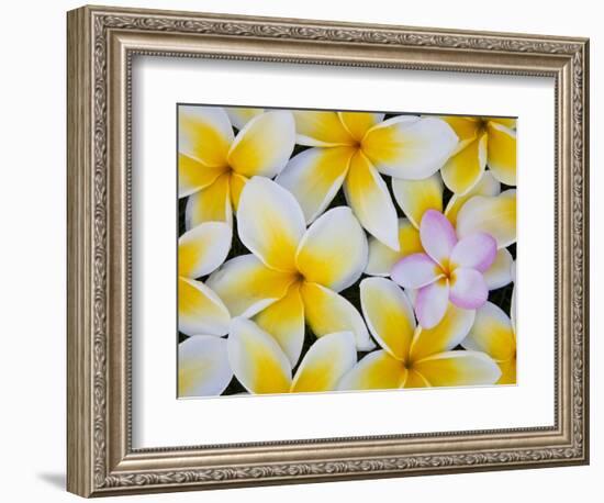 Frangipani Flowers-Darrell Gulin-Framed Photographic Print