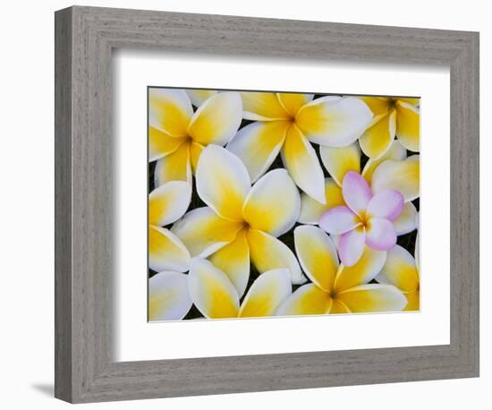 Frangipani Flowers-Darrell Gulin-Framed Photographic Print